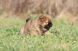 CHOW CHOW 302